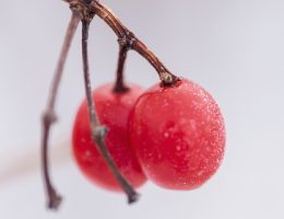 ieuwb2