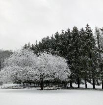 n8dsnaukok