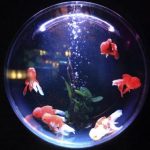 探索免费OK Pro:提升工作效率的最佳工具 i3cl11